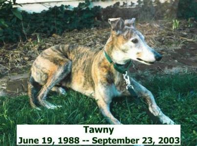 Tawny the Greyhound